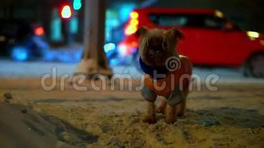 约克郡的猎犬穿着橙色羽绒服，晚上在一条下雪的城市街道上迷路了。 汽车在行驶，他在颤抖
